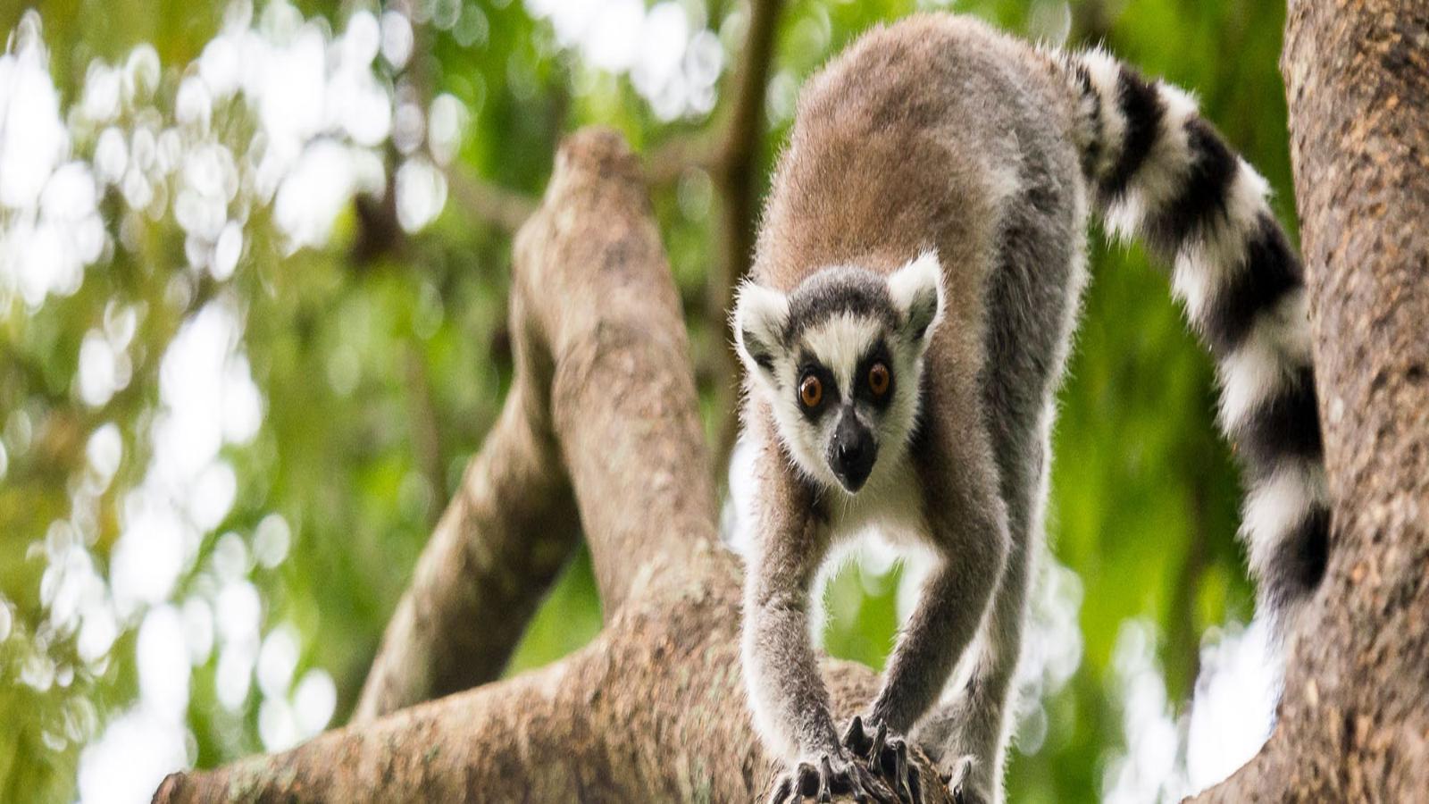 Madagascar Highlights Lemurs, Limestone & Baobabs