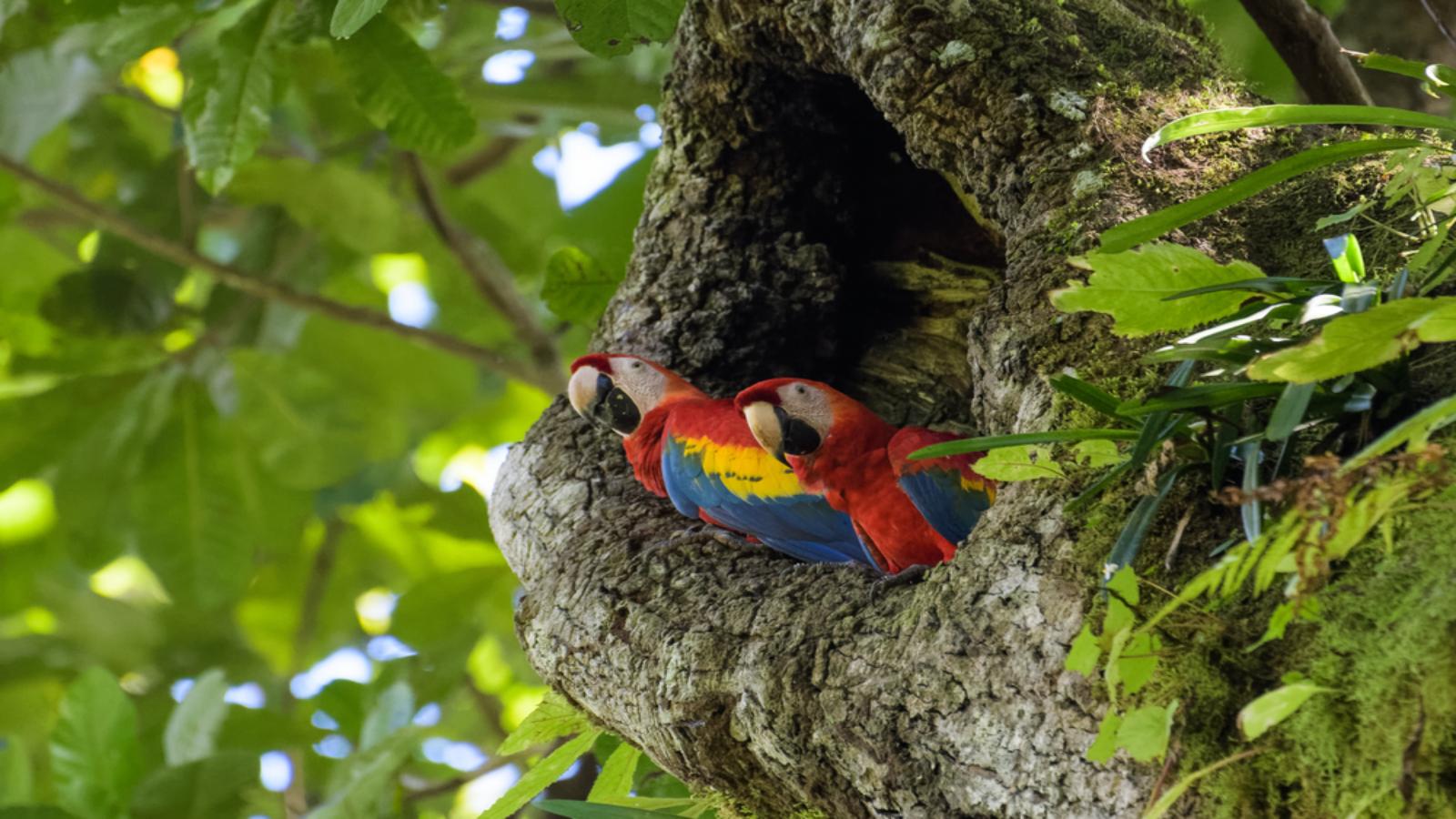 Enchanting Costa Rica  Rainforests, Volcanoes & Wildlife Adventure