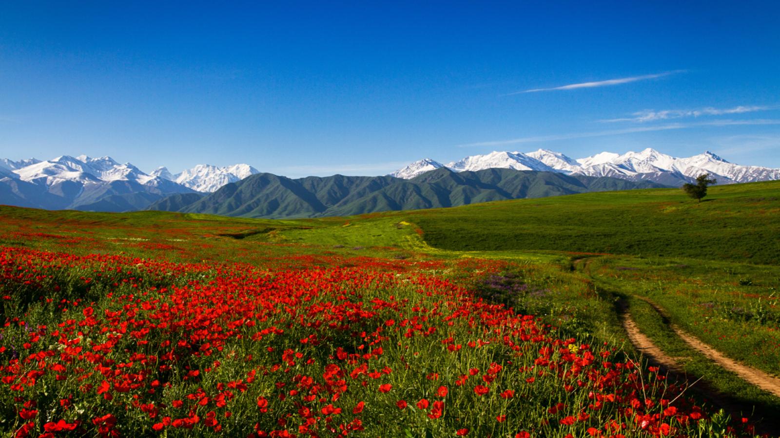 Across the Silk Road From Bishkek to Tashken