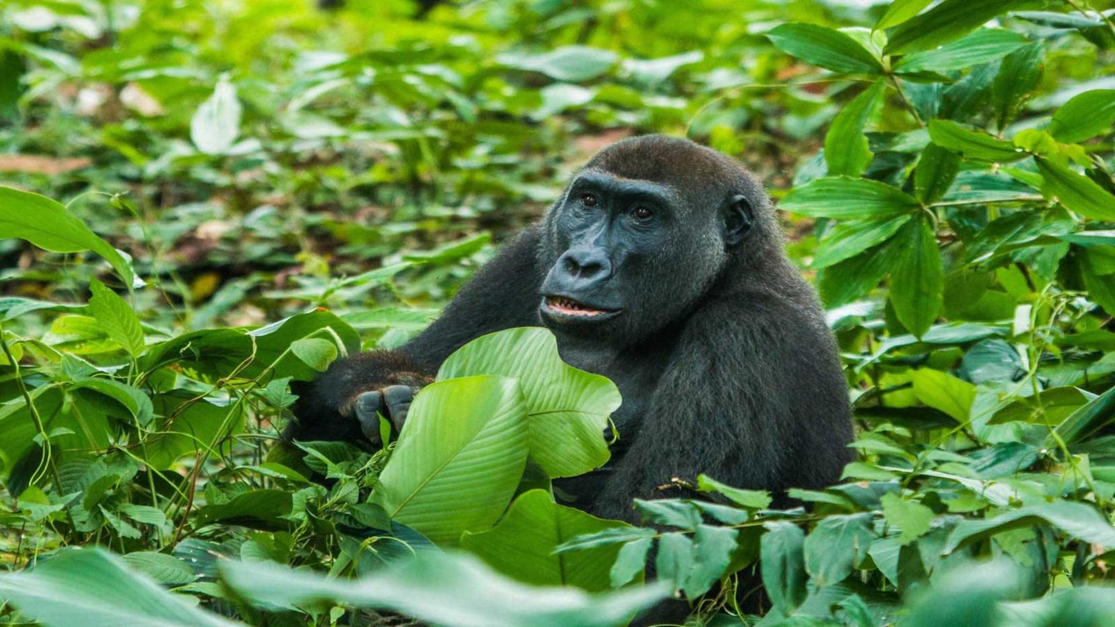 Congo Basin Gorillas, Elephants & Untouched Rainforest
