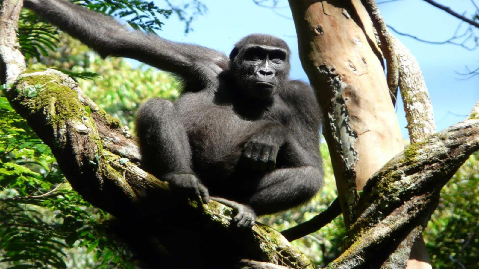 Congo Basin Gorillas, Elephants & Untouched Rainforest