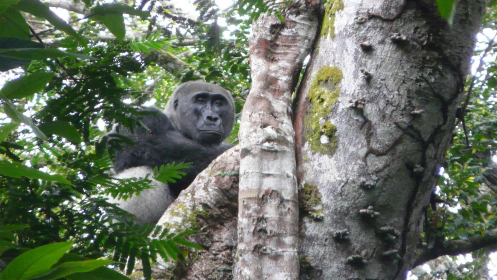 Congo Basin Gorillas, Elephants & Untouched Rainforest