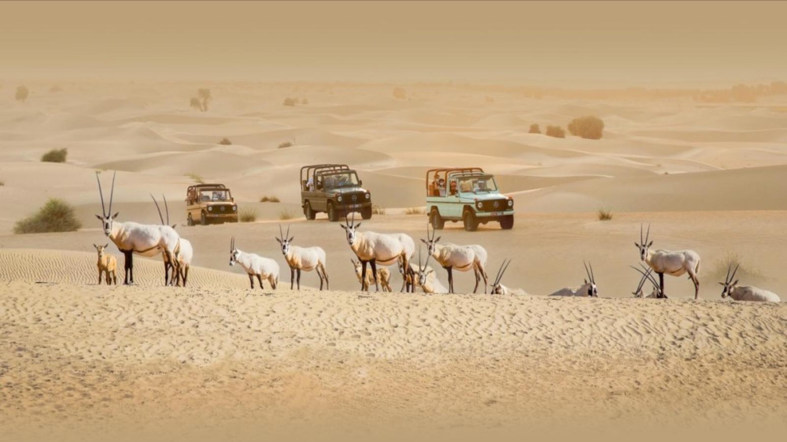 Magical Qatar Skyline, Souqs & Sand Dunes