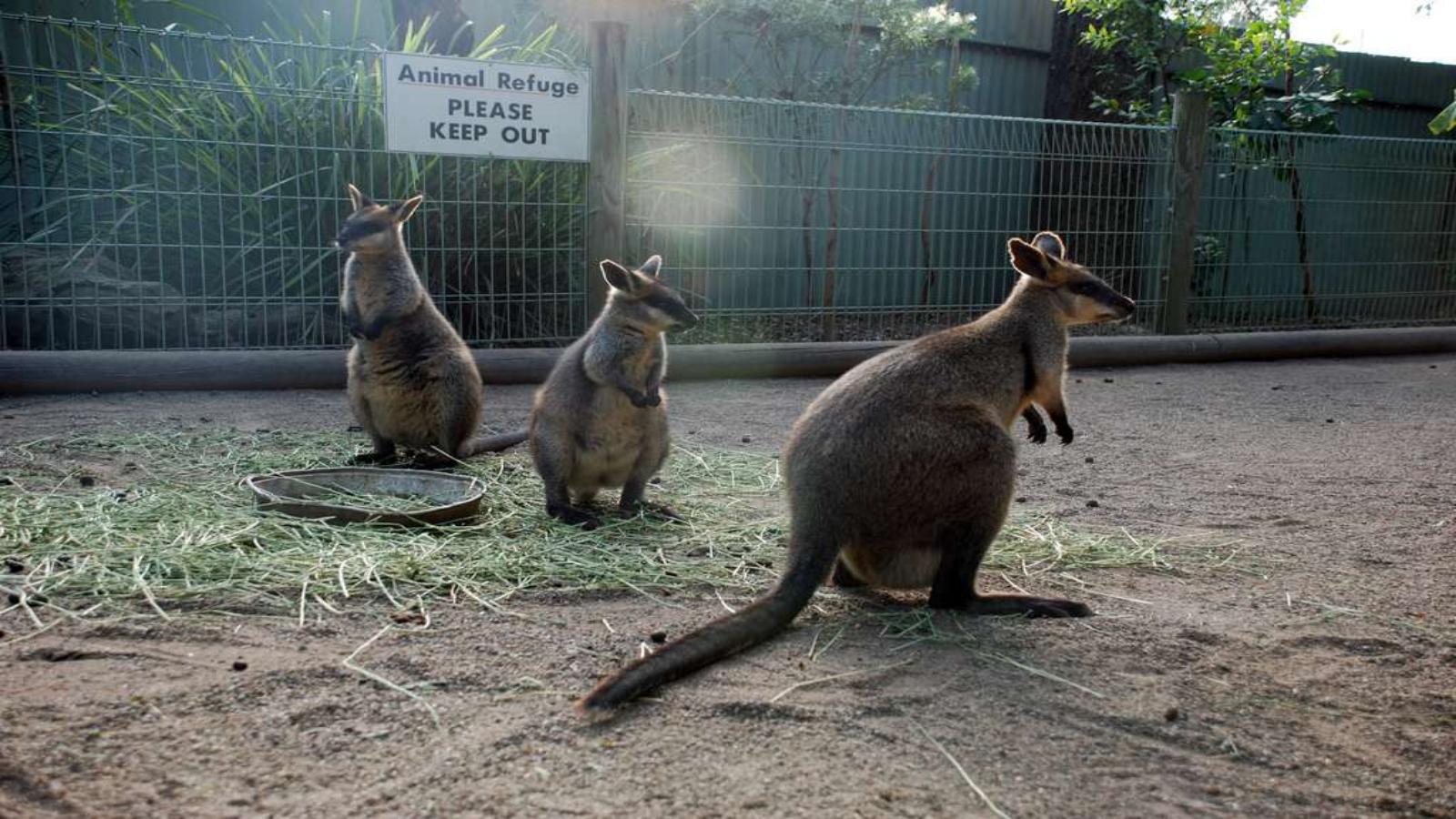 Australia Highlights From City Sights to Natural Wonders
