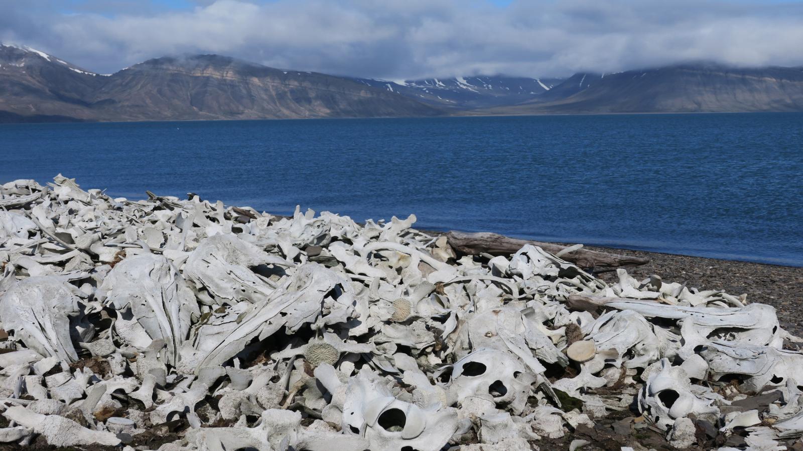 Arctic Wilderness Expedition – Svalbard Cruise Adventure