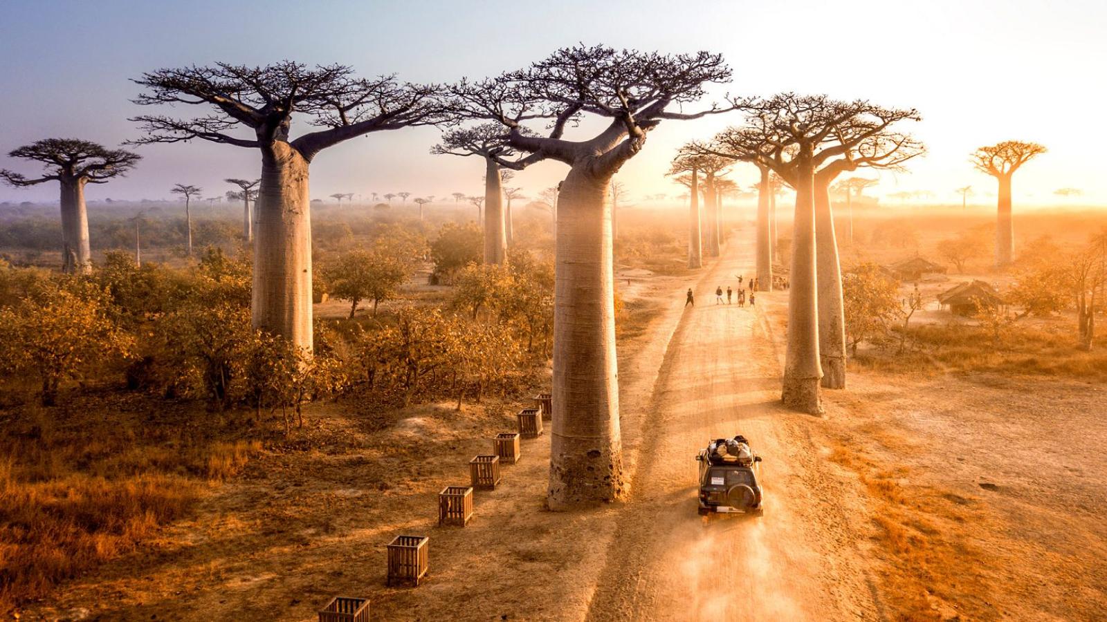 Madagascar Highlights Lemurs, Limestone & Baobabs