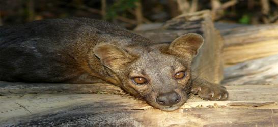 Madagascar Highlights Lemurs, Limestone & Baobabs