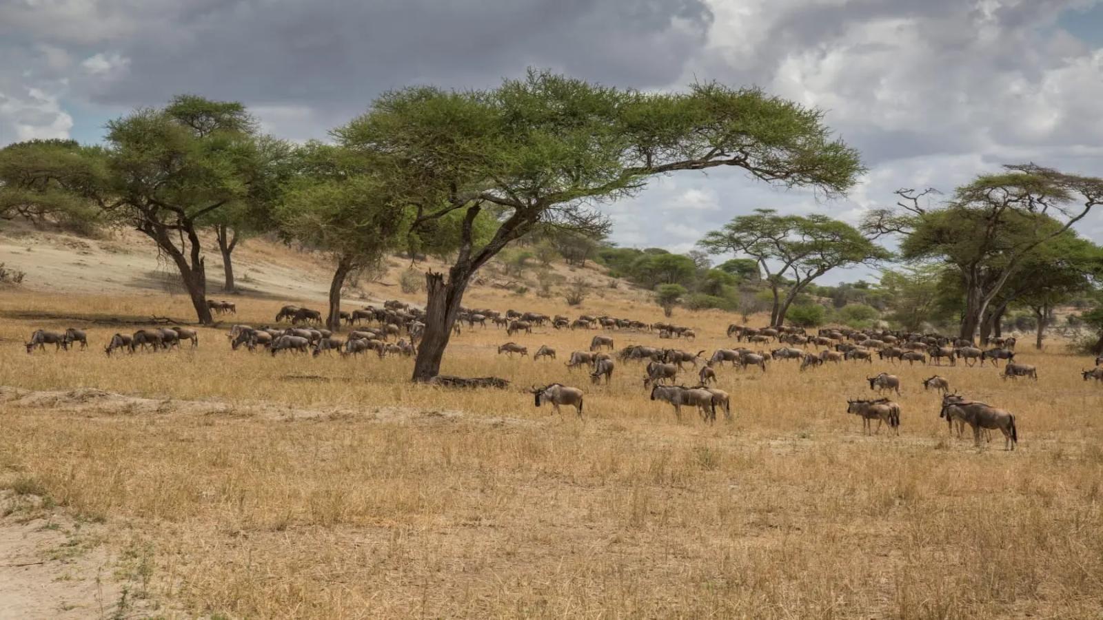 Tanzania & Zanzibar Discovery From Safari to Sea