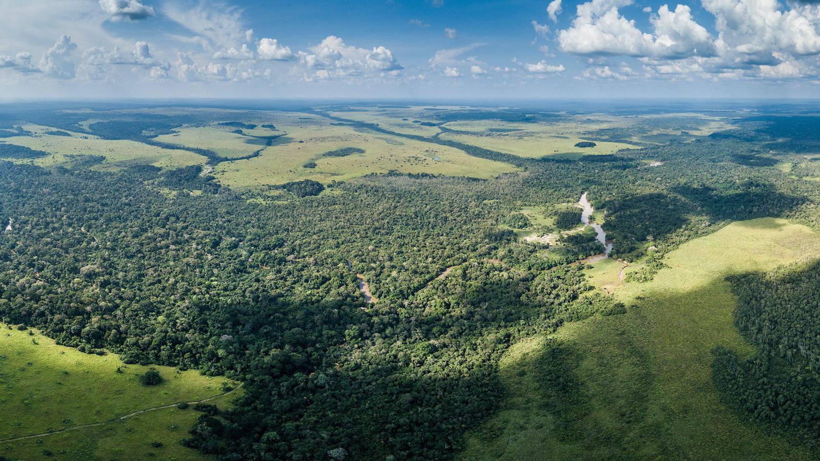 Congo Basin Gorillas, Elephants & Untouched Rainforest