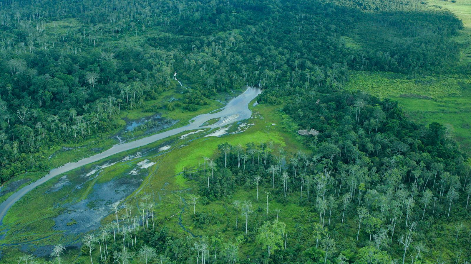 Congo Basin Gorillas, Elephants & Untouched Rainforest