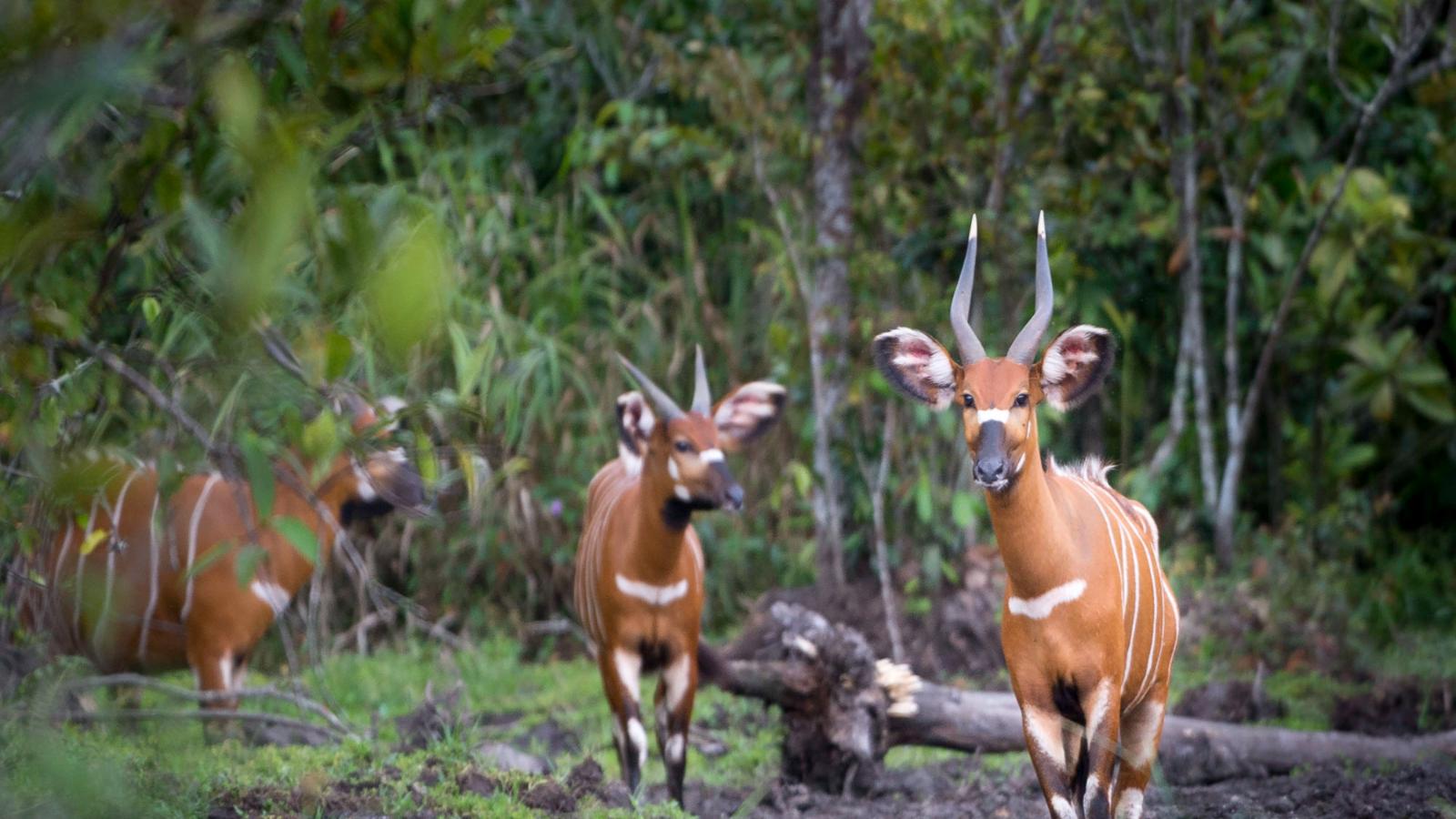 Congo Basin Gorillas, Elephants & Untouched Rainforest