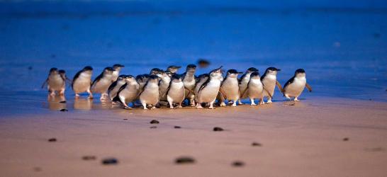 Australia Highlights From City Sights to Natural Wonders