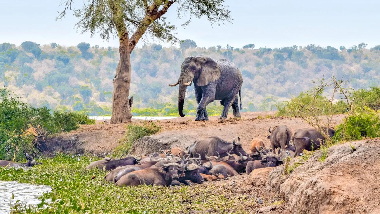 Ultimate Uganda Wildlife & Gorilla Safari