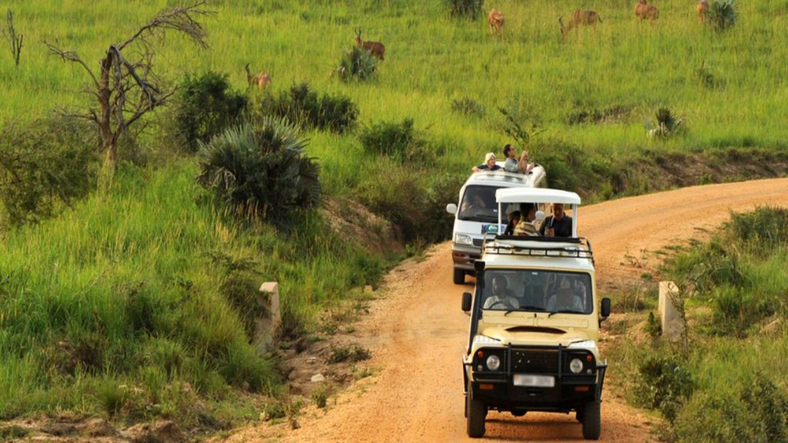 Ultimate Uganda Wildlife & Gorilla Safari