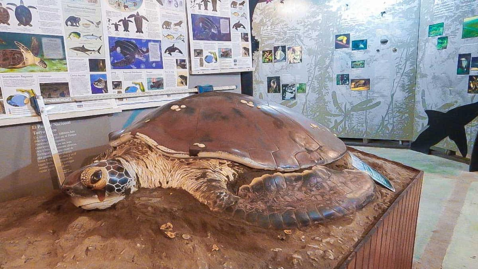 Enchanting Costa Rica  Rainforests, Volcanoes & Wildlife Adventure