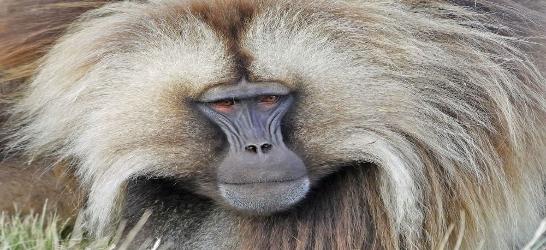 Ethiopia Cradle of Civilisation & Ancient Kingdoms