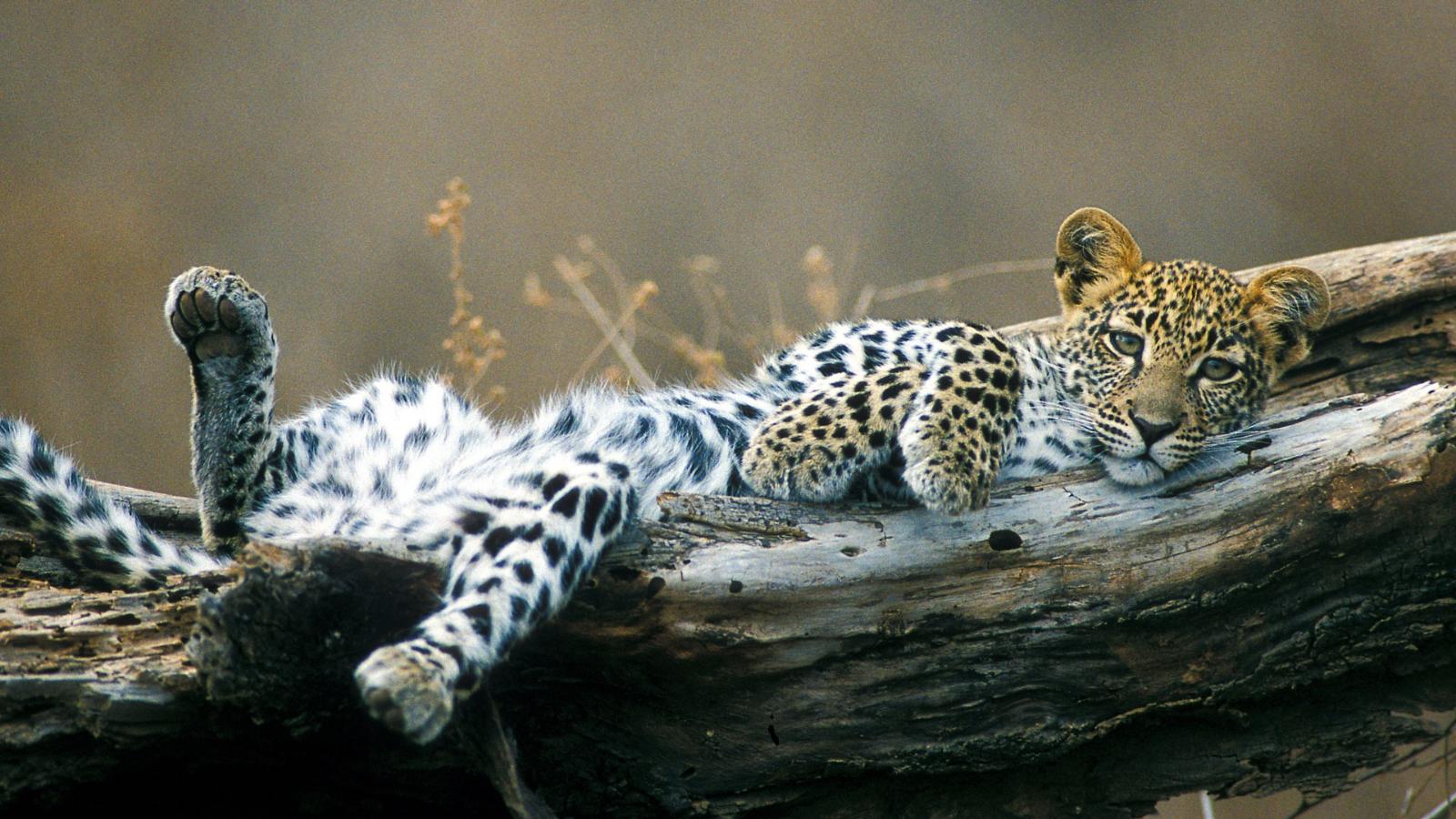 Zambia Wildlife & Waterfalls Adventure