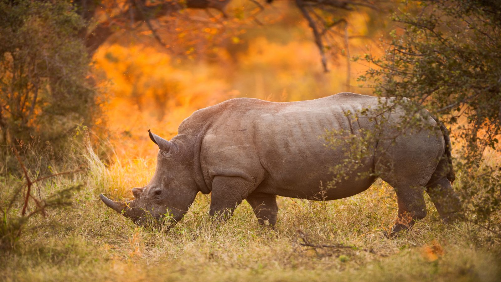 South Africa with Kruger